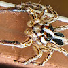 Pantropical jumping spider