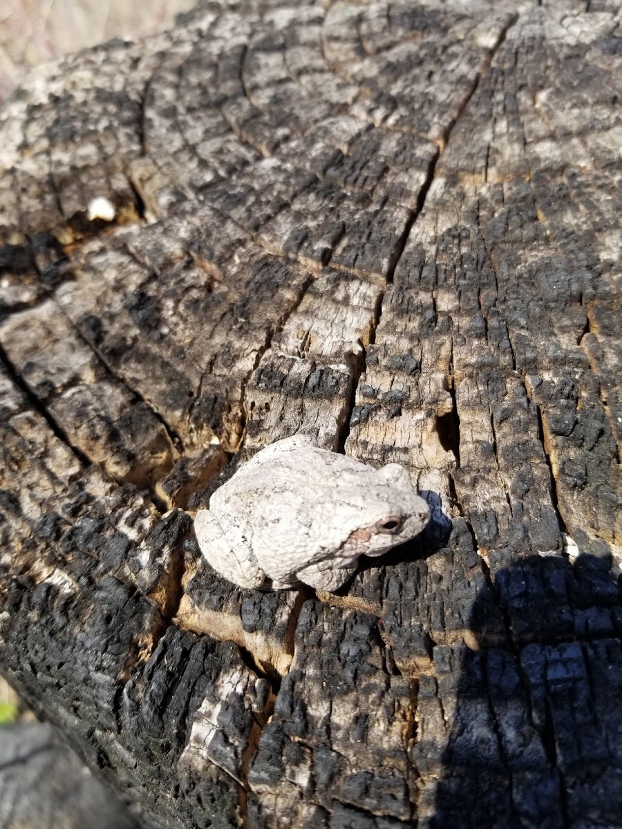 Eastern Gray Treefrog