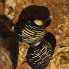 Rough-ribbed Nerite