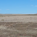 Pronghorn