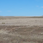 Pronghorn