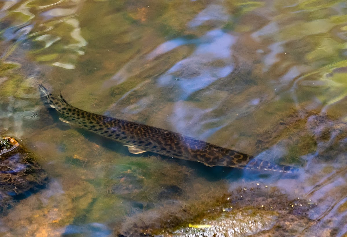 Florida Gar