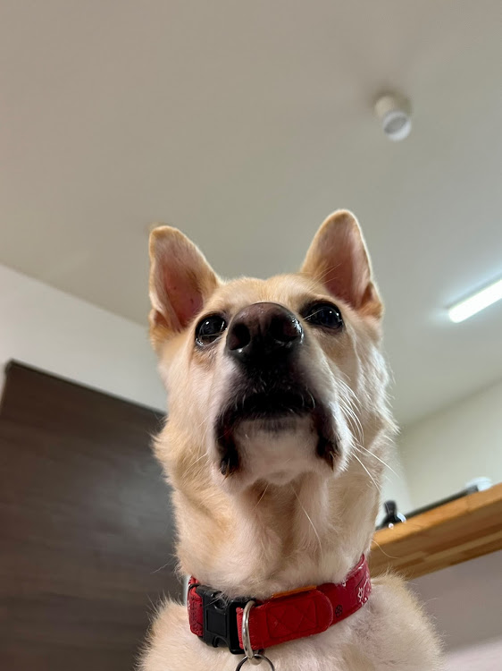 アトレーワゴンの愛車の一番好きな角度・クラウンGS121・愛犬の一番好きな角度・🐶なんそれ？に関するカスタム事例の投稿画像4枚目