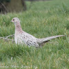 Pheasant