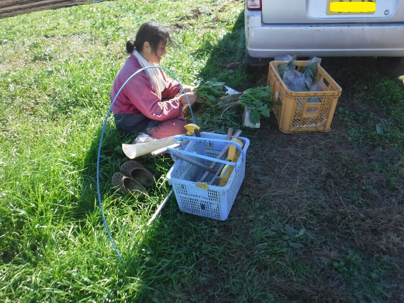 ほうれん草、時間があるときは圃場で袋詰めします。ほうれん草がしおれないようにワゴンの陰にほうれん草、寒いので人間は日向です。