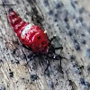 Tube-tailed Thrips, nymph