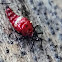 Tube-tailed Thrips, nymph