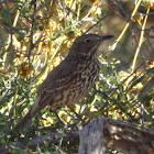 Sage Thrasher