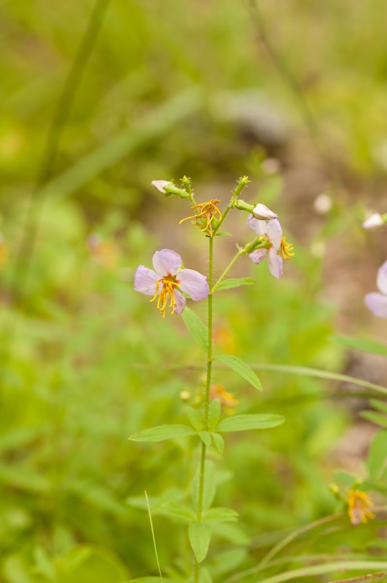 Maryland Meadow Beauty