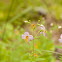 Maryland Meadow Beauty