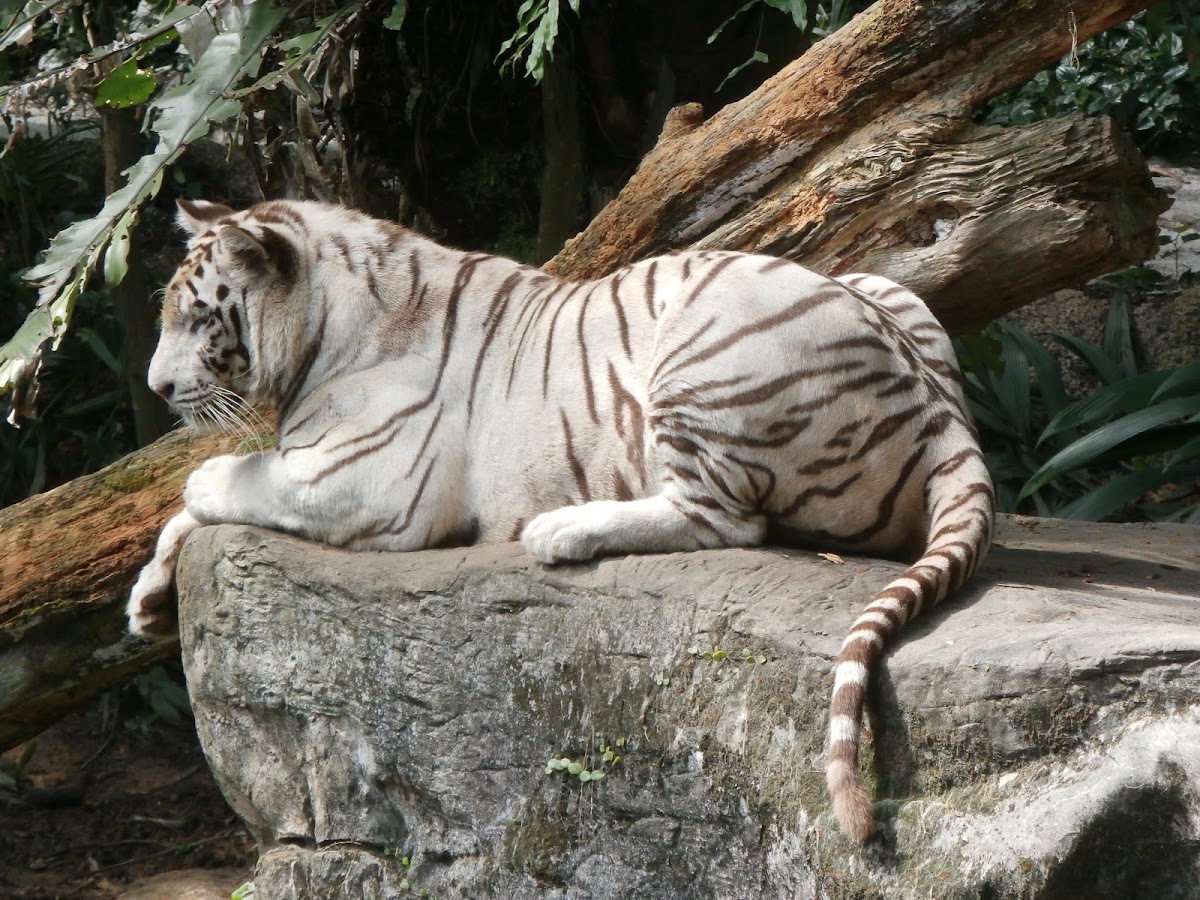 White Tiger