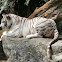 White Tiger