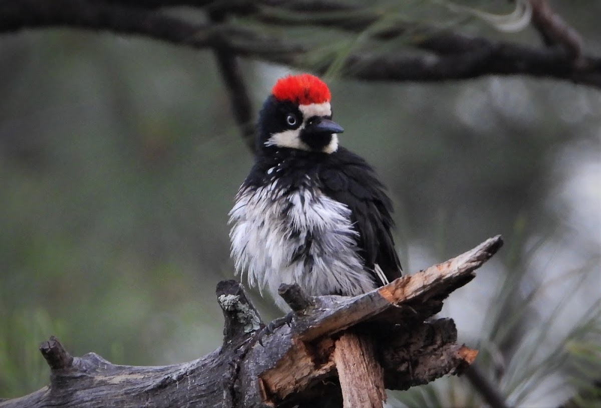 Acorn woodpecker (male)