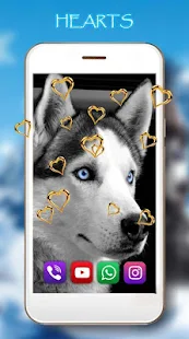 Husky Winter live wallpaper(圖4)-速報App
