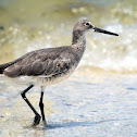 Willet