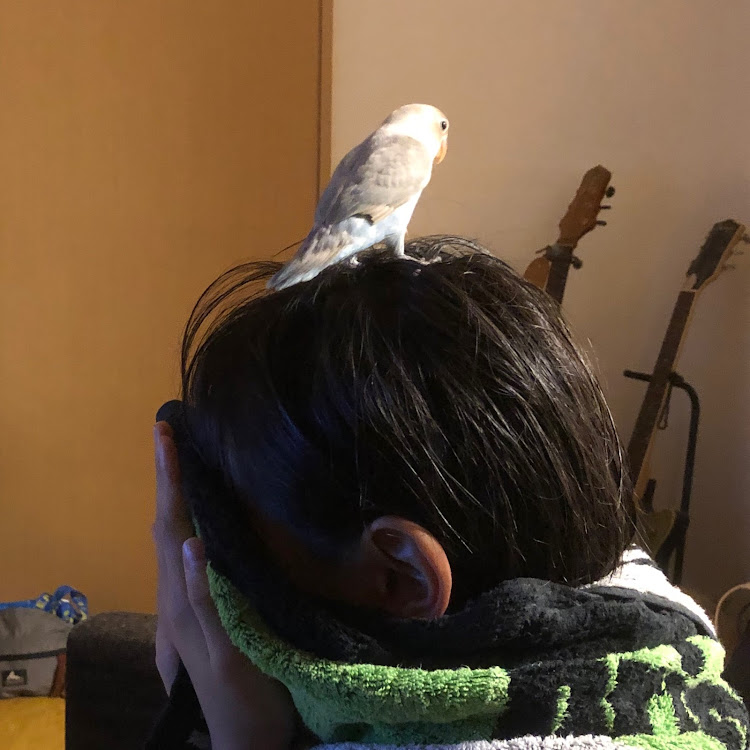 ラングラーのボタンインコに関するカスタム事例の投稿画像1枚目