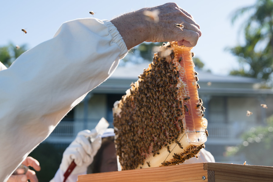 What do I need to check before I harvest from my Flow Hive?