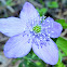 Piper's Anemone