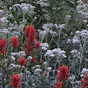 Pearly Everlasting