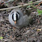 White crowned sparrow?