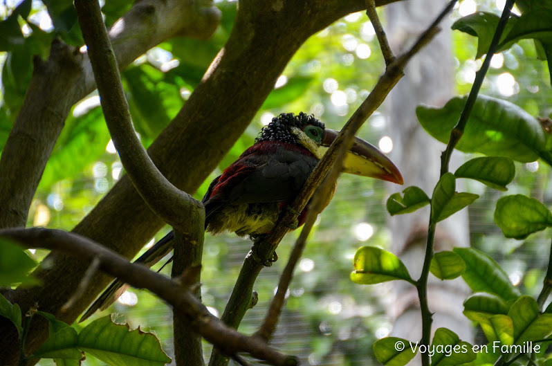 San Diego Zoo - lost forest birds