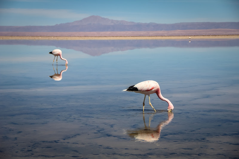 Flamingo di vlao