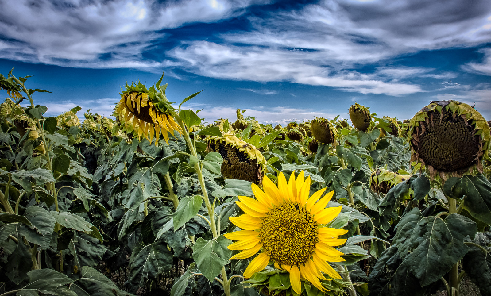 gira gira girasole di elitropia