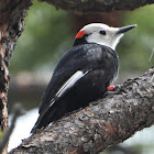 White-headed woodpecker (male)