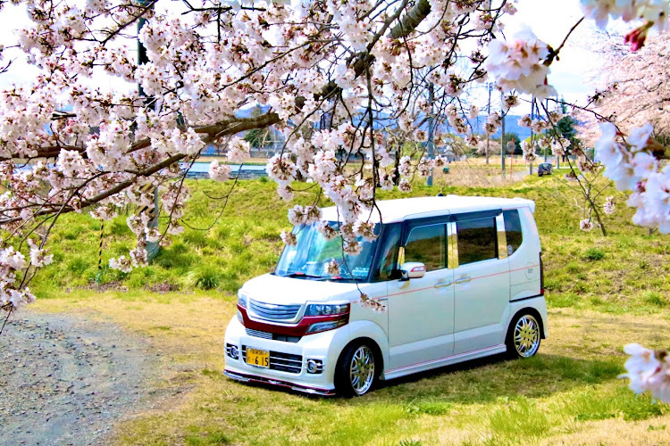 Nボックスカスタムの桜🌸2020・桜と愛車・風が強い(>_<)・蔵王は吹雪に関するカスタム事例の投稿画像5枚目