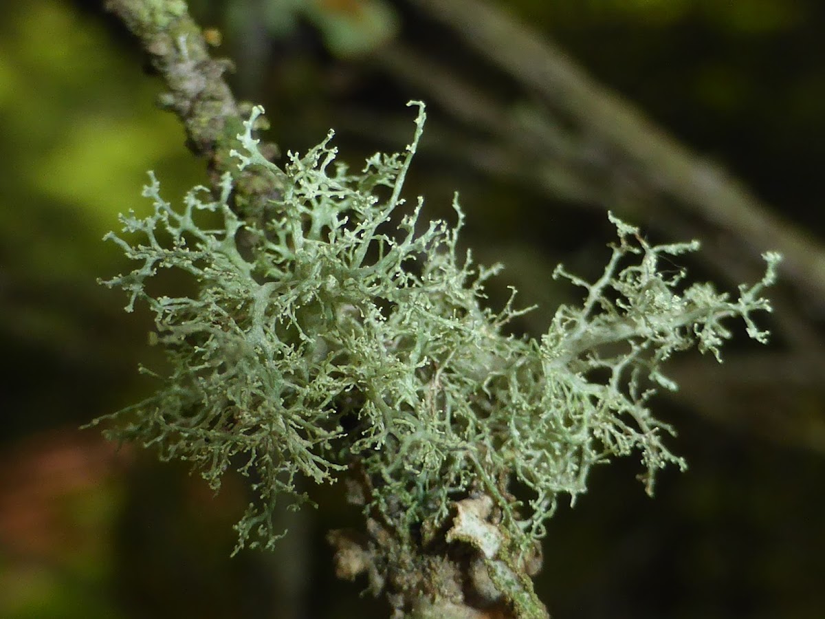 Roesler's Cartilage Lichen