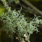 Roesler's Cartilage Lichen