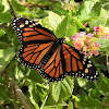 Monarch butterfly