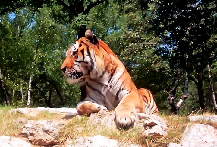 Il mio Gattone di Acamuca