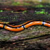 Hammerhead worm