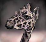 giraffe 