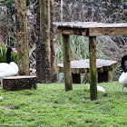 Black-necked Swan