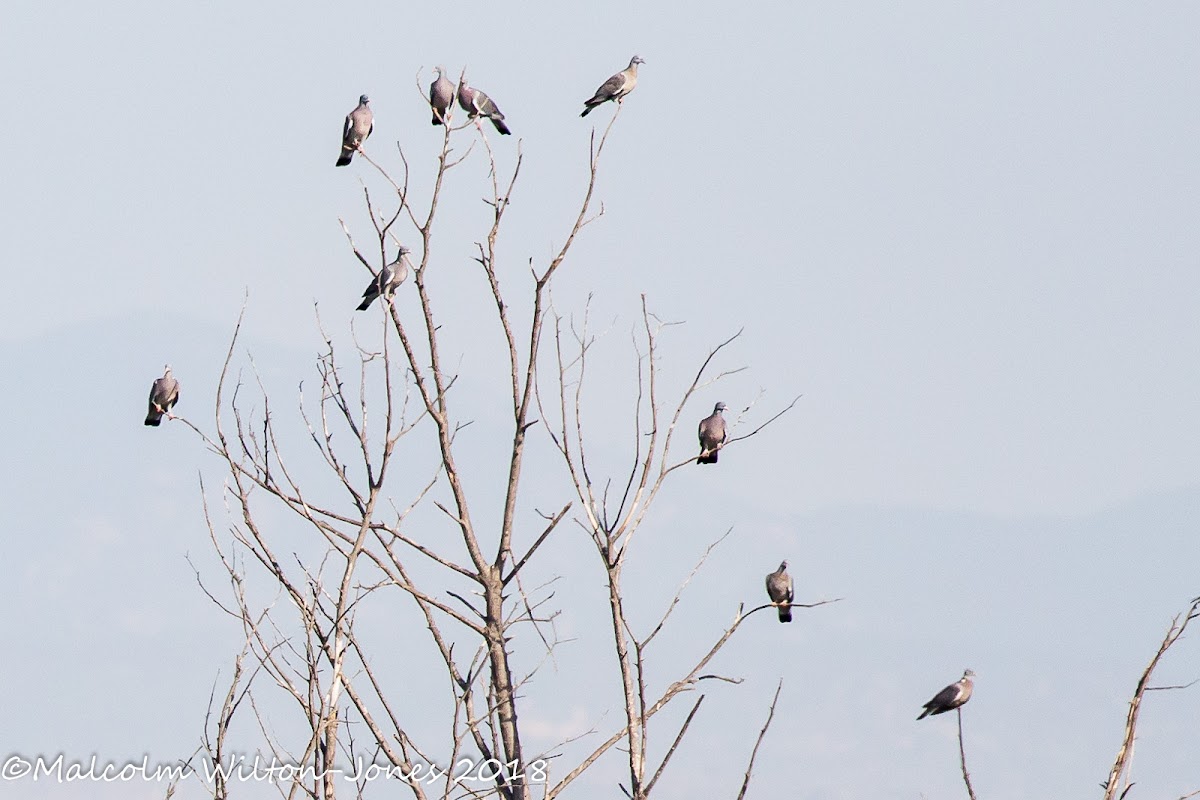 Woodpigeon; Paloma Torcaz