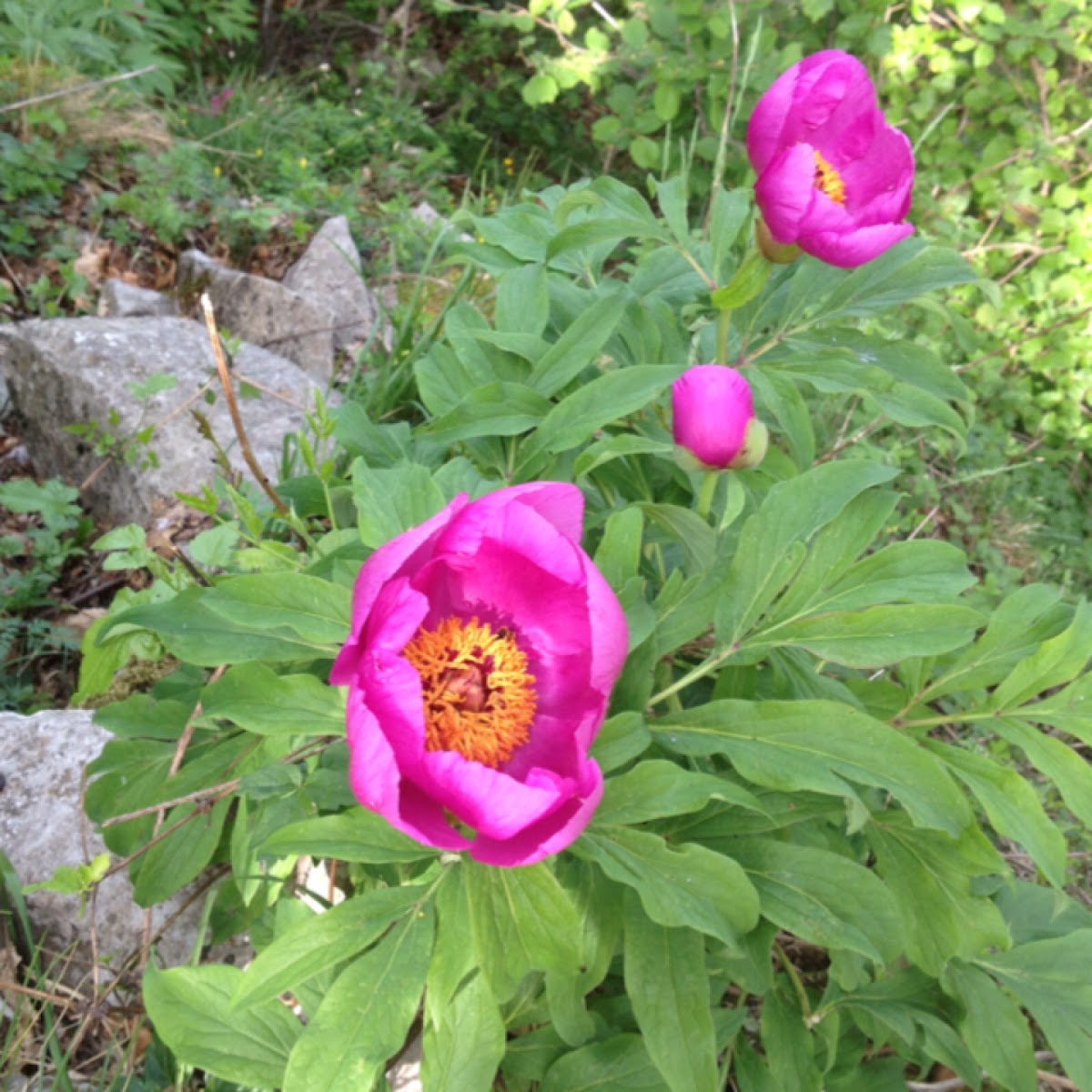 Peonia