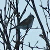 Common Redpoll