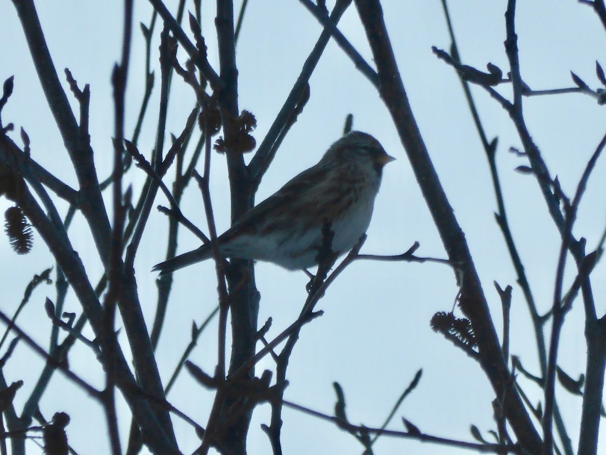 Common Redpoll