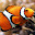 Clownfish Wallpaper