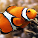 Clownfish Wallpaper