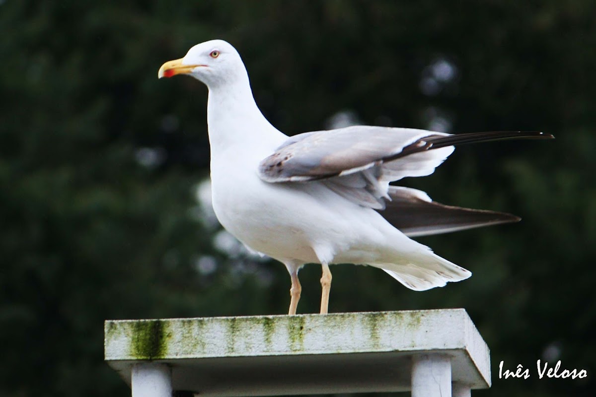 Herring Gull