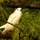 White Tern / Fairy Tern