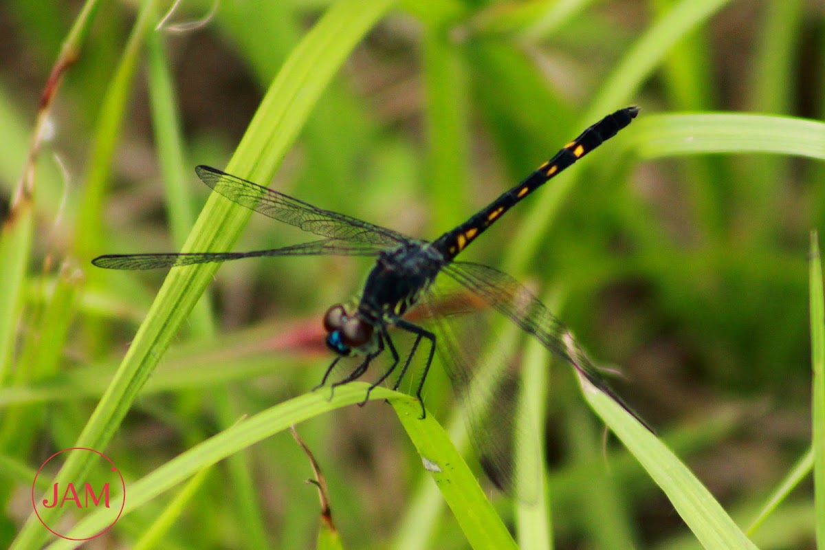 Seaside Dragonlet Dragonfly