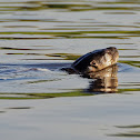 Lontra (Neotropical otter)