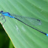 Damsefly