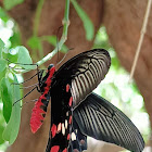 Common Rose Butterfly