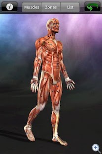 Muscle Trigger Point Anatomy apk