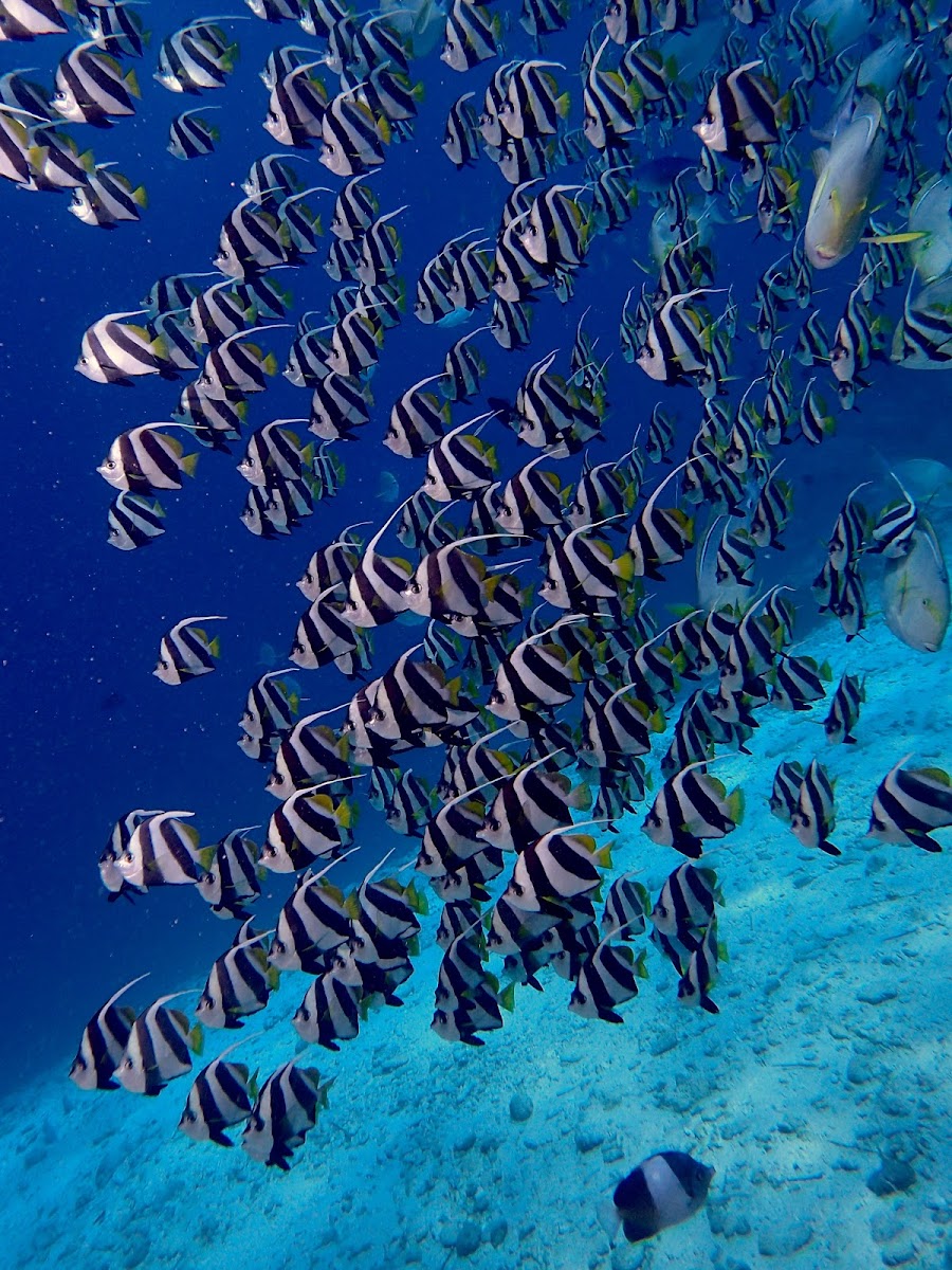 Longfin Bannerfish